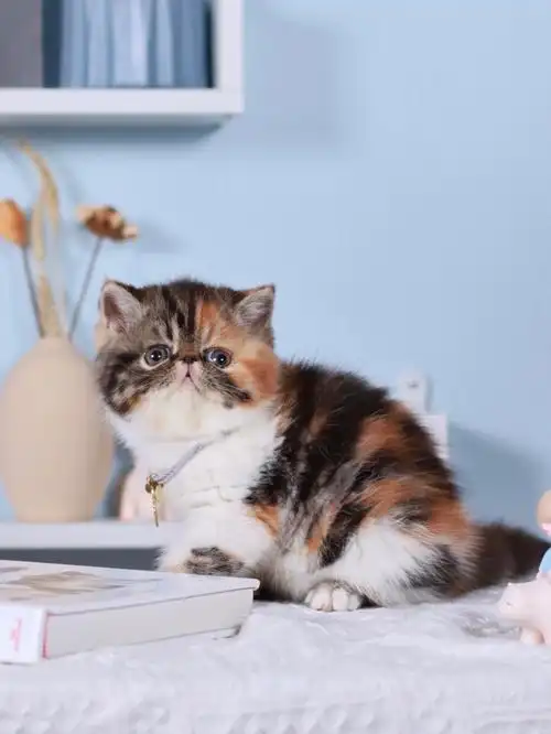 加菲猫波斯猫英短乳白乳色