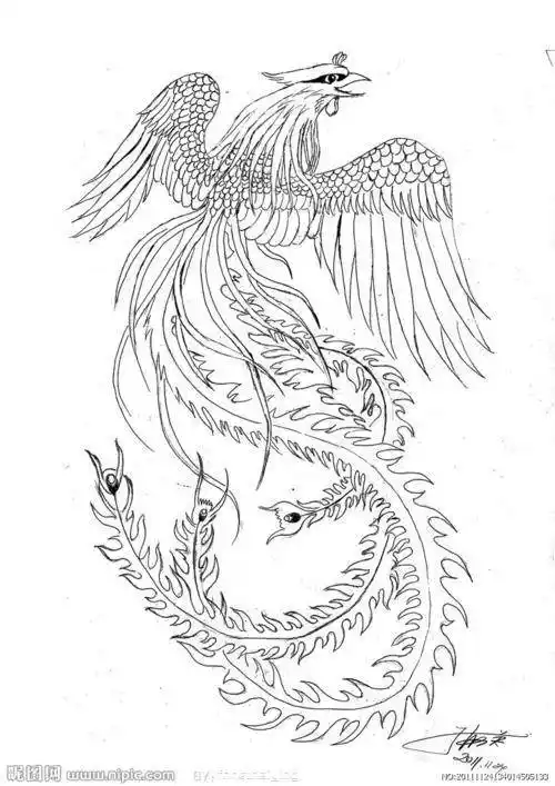 凤凰的简笔画凤凰的简笔画古风
