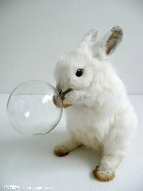 【兔子图片】萌兔驾到
