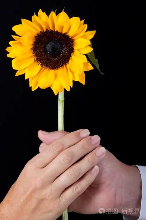 两只手黄色的向日葵