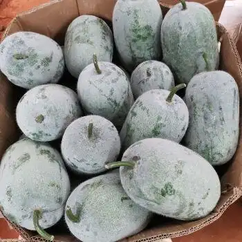 新鲜迷你水果小冬瓜香冬瓜批发挂霜白皮绿色蔬菜毛冬瓜9斤到10斤净重