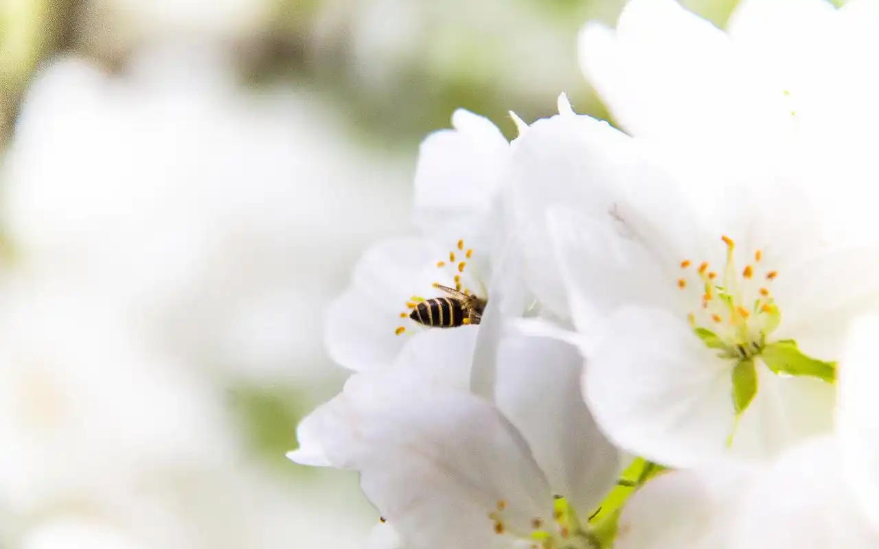 清新纯白花卉高清桌面壁纸 清新,纯白花,小清新,植物