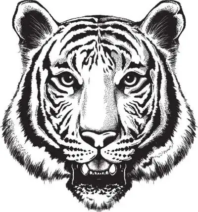 素描老虎插画图片