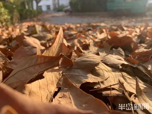 落叶纷飞银杏黄平度秋美呆了