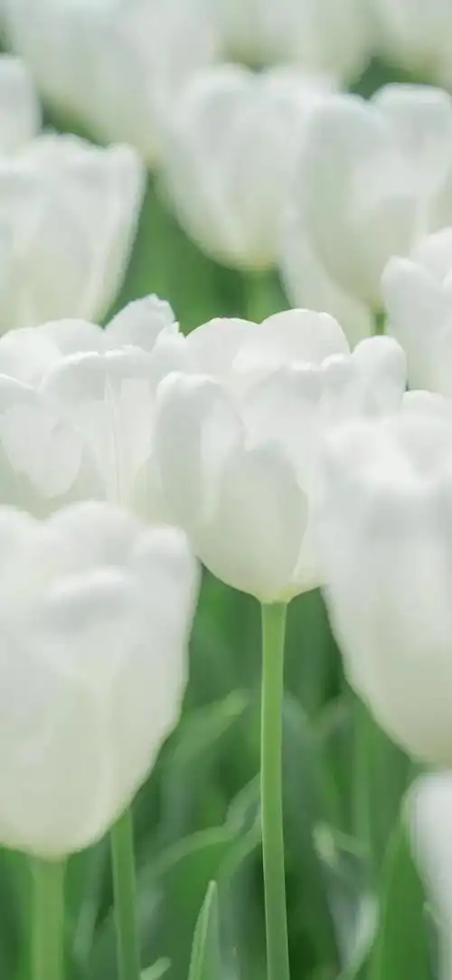 壁纸植物花卉治愈养眼小清新唯美赏心悦目