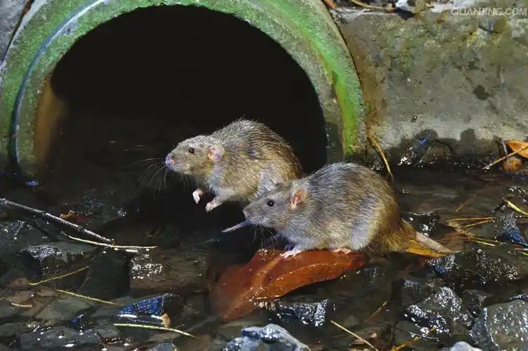 洪涝灾害后,如何科学应对鼠患? - 鼠害知识 - 鼠害信息网