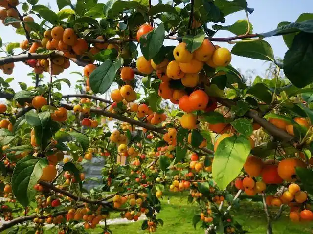 果实累累庆祝国庆节