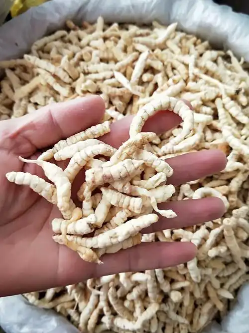 中药材地蚕 白虫草 土冬虫 白冬虫草 草石蚕 每件500克