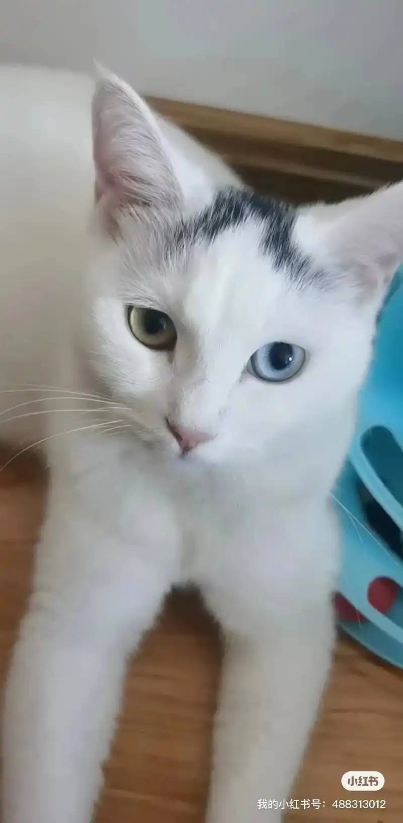 长春本地异瞳小白猫无偿领养 被限制 - 抖音