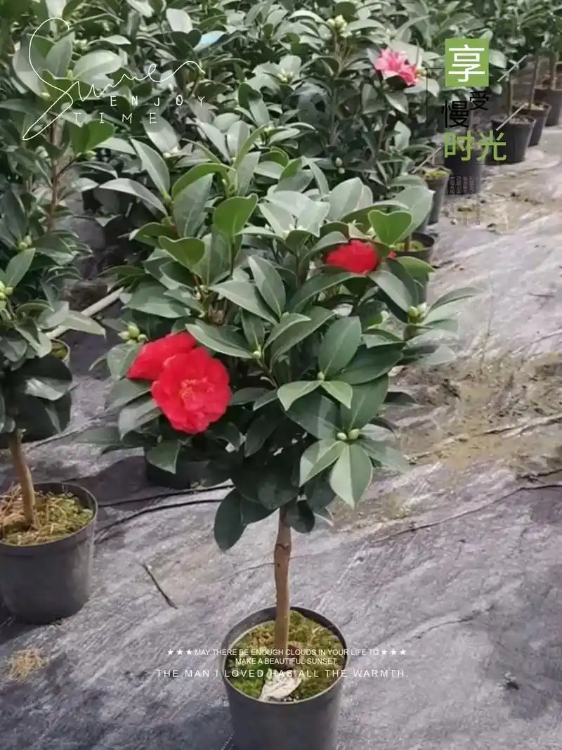 图文热搜词创作任务 四季茶花有着红,紫,白, - 抖音