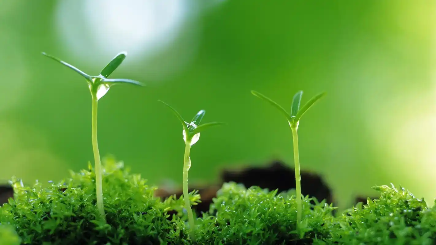 清新绿色护眼高清植物桌面壁纸