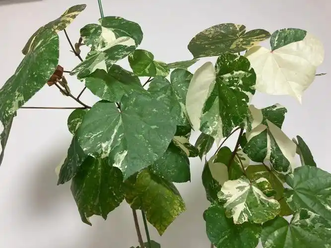 花叶黄槿初养成