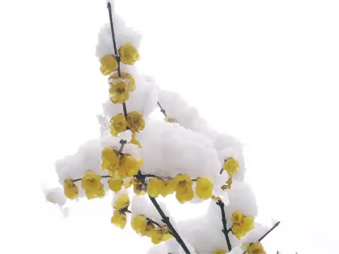 冬之傲骨 一 雪中红梅