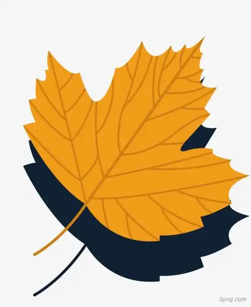 黄色枫叶设计矢量png素材透明免抠图片-装饰效果
