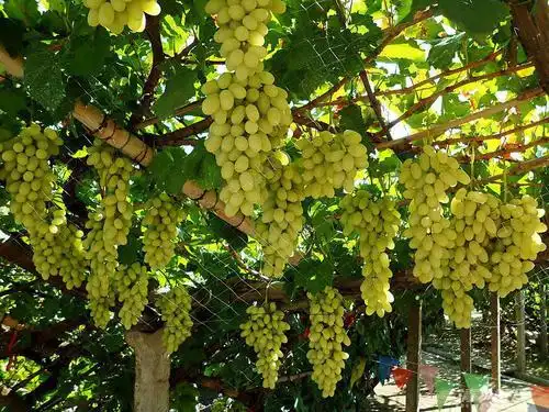 张家口的美食,其实也很丰富!