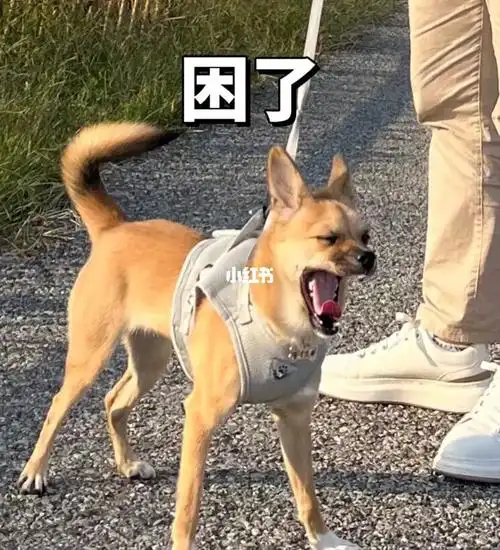 狗子最近表情包