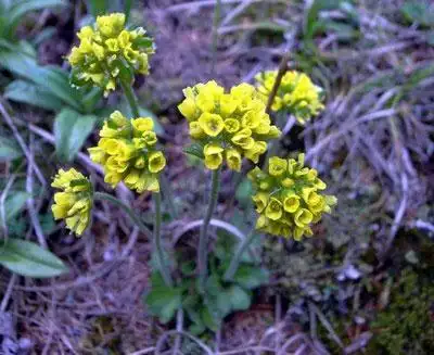 葶苈图片_葶苈子功效与作用_葶苈子怎么吃_葶苈子的种植技术-花语谷网