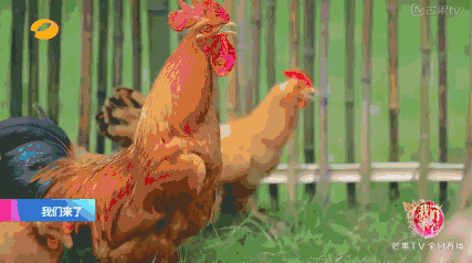 山鸡富含蛋白质矿物质等营养成分丰富是一种无公害的健康美食肉质优良