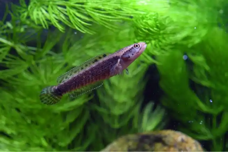 光头流氓之黄唇幻彩蓝宝石雷龙鱼苗记录小拍