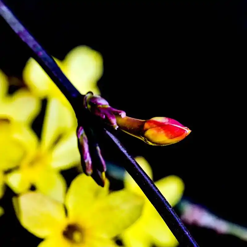 迎春花3    #早上好#美好的一天从我的问候开始 #花期已 - 抖音