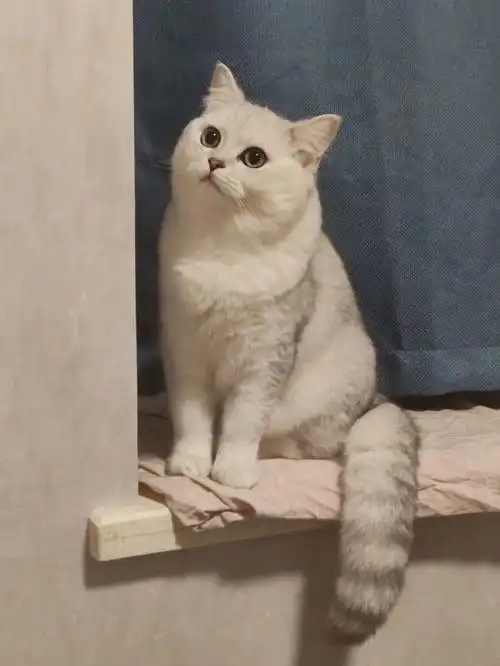 是蛋蛋消失术还是再养养看看能不能讨到媳妇04#银渐层  #猫咪配种