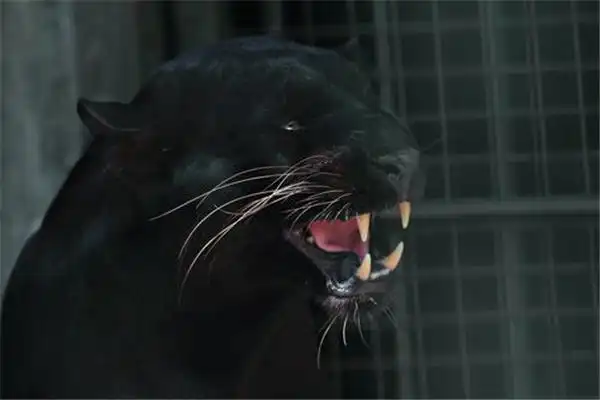 老虎为什么打不过黑豹黑豹更灵活群体作战