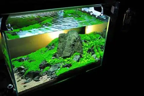 60cm草缸造景优秀作品图片展