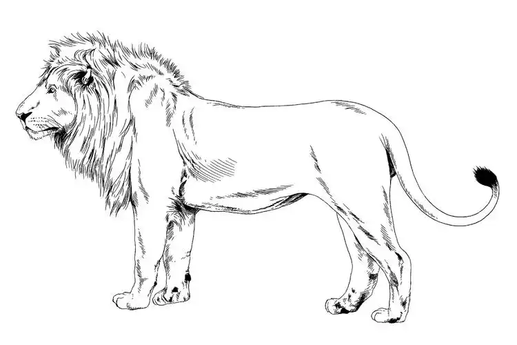 白色背景上的狮子素描狮子画从捕食者纹身标志的手墨水