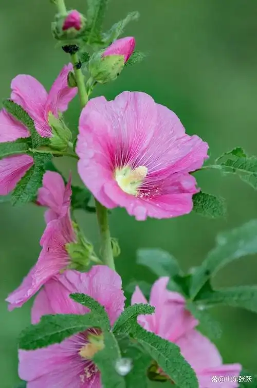 张跃花卉摄影作品分享