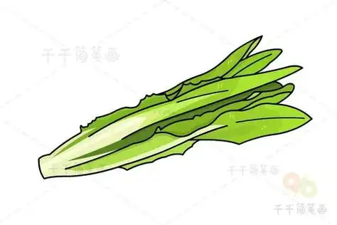 油麦菜手工简笔画