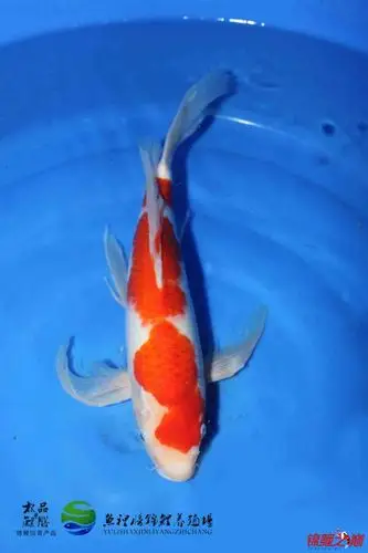 精品龙凤红白 约40cm - 锦鲤玩家 - 龙巅锦鲤鱼