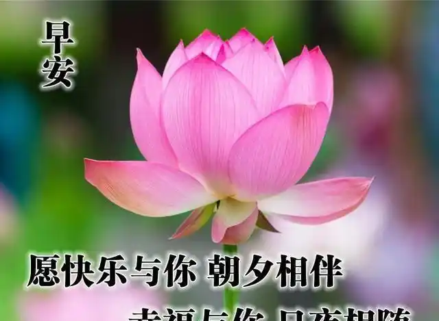 非常好看的早上好问候图片发朋友圈漂亮的早安祝福唯美图片