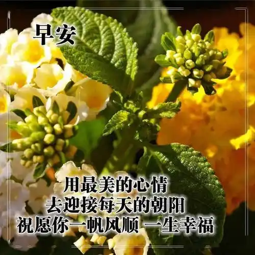 早上好问候语图片大全,最美早安祝福语唯美表情
