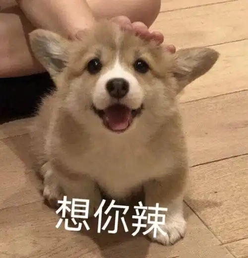 萌宠汪星人想你可爱搞怪呆萌gif动图_动态图_表情包下载_soogif