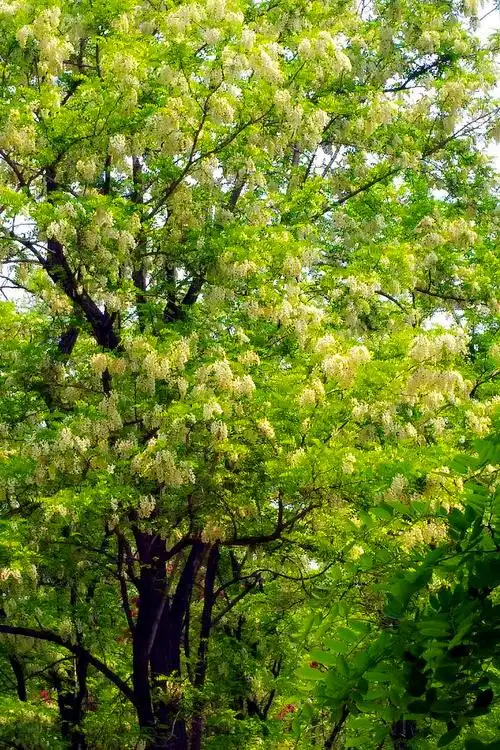 记忆里 在去孤岛的路边上有一片槐树林