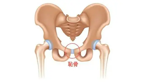 从一侧到连接到另一侧,这个部位痛就叫做耻骨痛