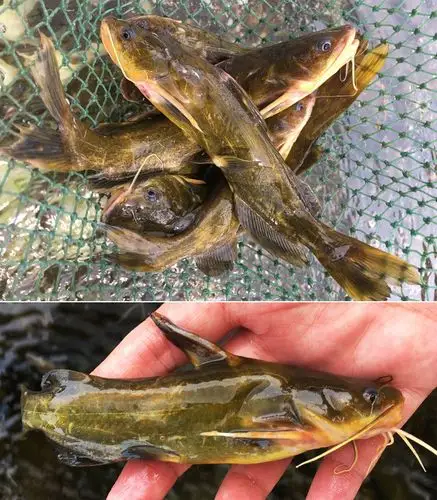 lism现杀野生黄骨鱼鲜活现杀昂刺鱼黄辣丁鲜活黄颡鱼红烧鲜鱼汤嘎子鱼