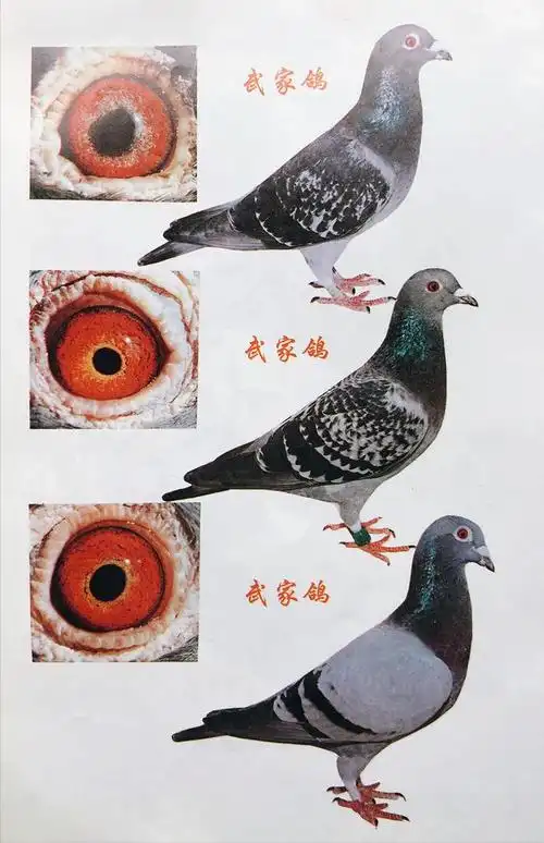 实话实说对信鸽挑选的综合要求附珍贵种鸽图鉴