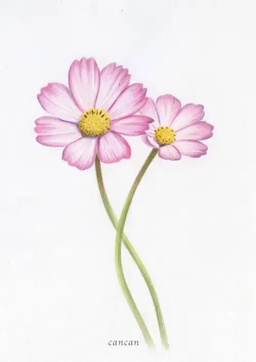 彩铅画画花不辜负这春暖花开