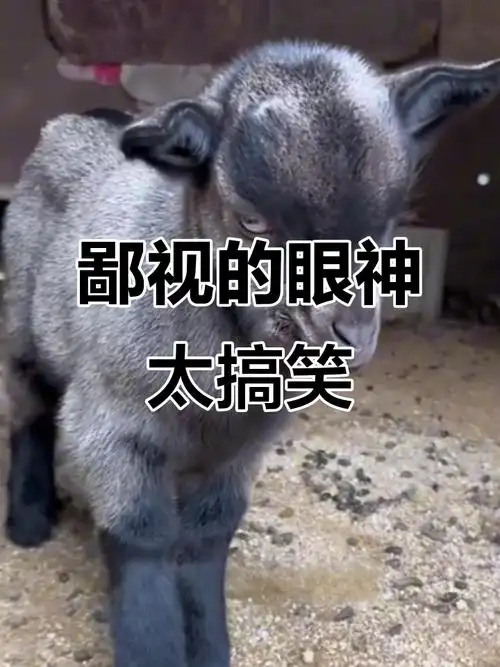 你瞅啥!眼神里藏着的鄙视让人笑出声