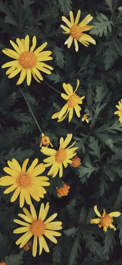 超高清全面屏壁纸全是你爱的赶紧带走