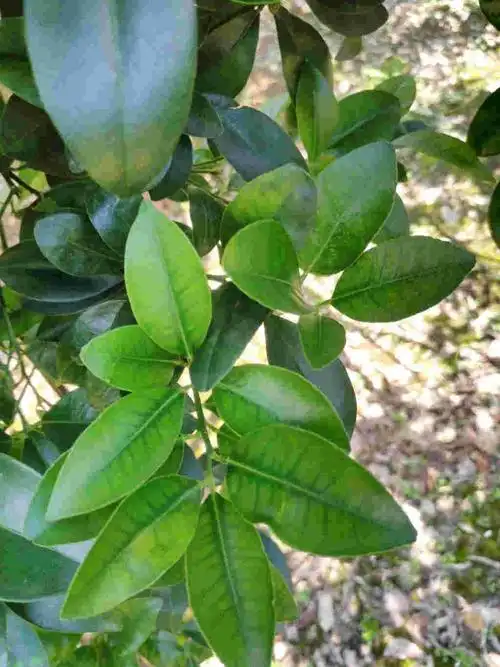 这桔子叶子是什么原因-大丰收柑橘问诊在线平台