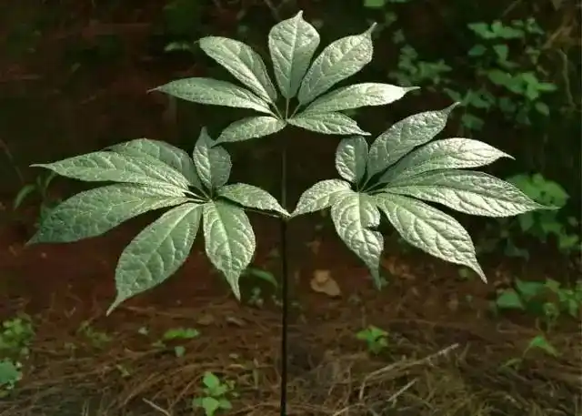 隆血脂作用三七叶总皂甙/kg和/kg给大鼠和鹌鹑两种高脂膜型动 物灌服