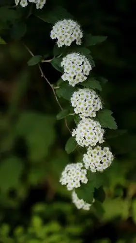 潘家峪盛开的土庄绣线菊