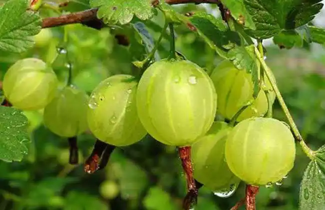 世界上很奇怪的30种水果看过10种就算你牛