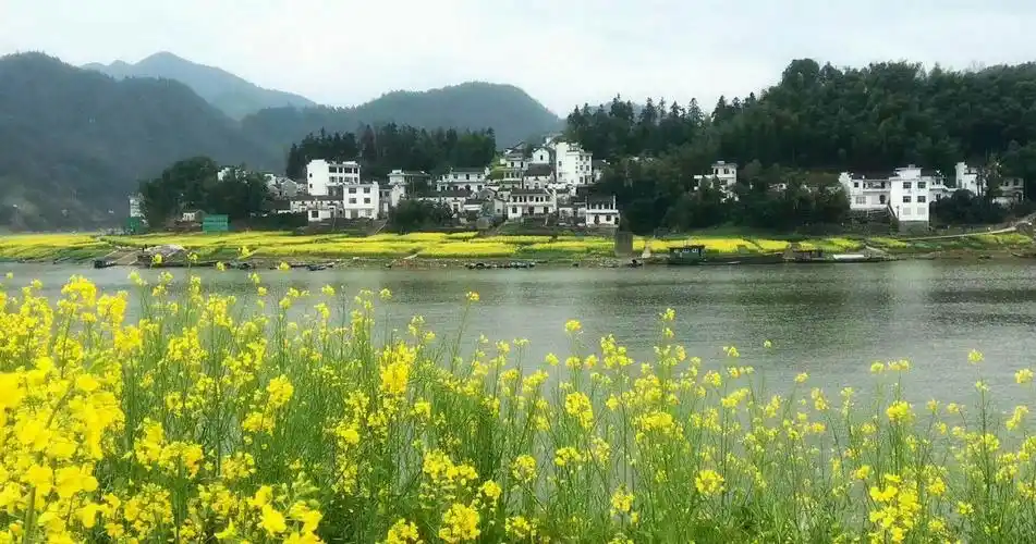 新安江山水画廊,青山绿水,徽派村落,在油菜花盛开的季节,更是美丽怡人