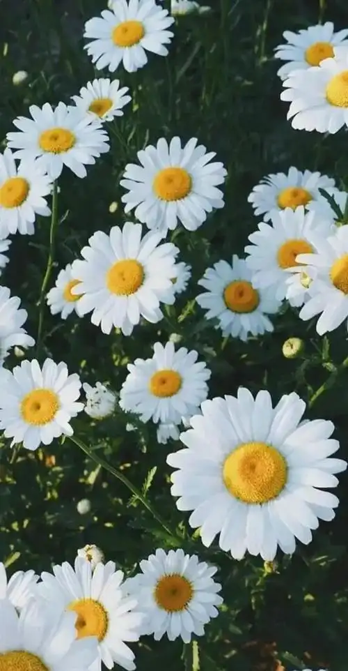 小清新唯美手机壁纸