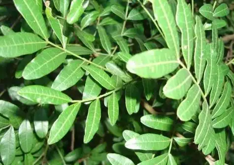 小叶紫檀怎么养才不容易掉叶子?教你几个方法,很简单