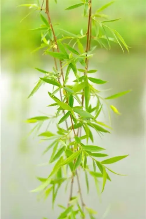 春天是大自然的礼物