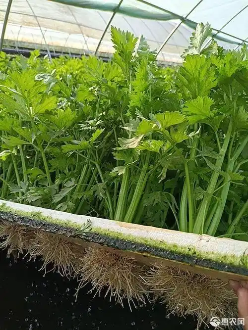 水果芹菜 鱼菜共生农场全水培精品芹菜